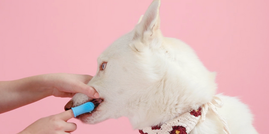 Jasper 360 Dog Toothbrush